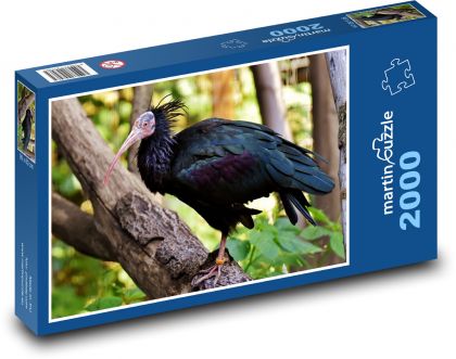 Černý ibis - pták na stromě, zvíře - Puzzle 2000 dílků, rozměr 90x60 cm