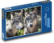 Vlci - dravá šelma, zvířata Puzzle 2000 - 90x60 cm