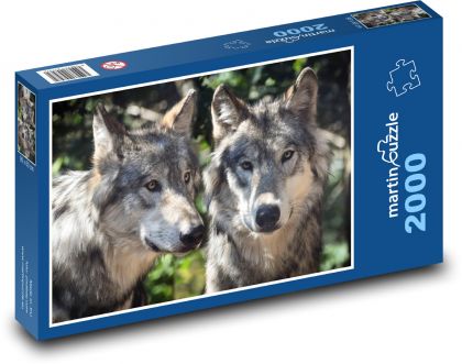 Wolves - predatory beast, animals - Puzzle 2000 pieces, size 90x60 cm 