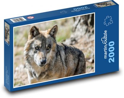Grey wolf - beast, predator - Puzzle 2000 pieces, size 90x60 cm 