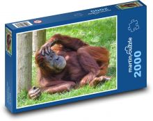Orang-Utan - schlafender Affe, Tier Puzzle 2000 Teile - 90 x 60 cm