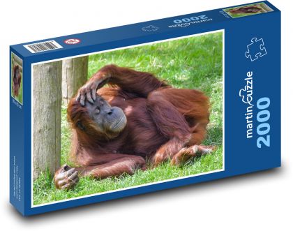 Orang-Utan - schlafender Affe, Tier - Puzzle - 2000 Teile