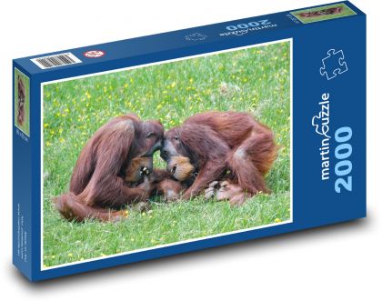 Hrající orangutani - primát, opice - Puzzle 2000 dílků, rozměr 90x60 cm