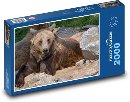 Hnědý medvěd - ležící zvíře, masožravý - Puzzle 2000 dílků, rozměr 90x60 cm