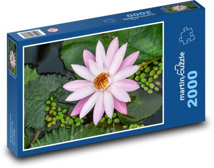 Růžový leknín - vodní rostlina, květ - Puzzle 2000 dílků, rozměr 90x60 cm