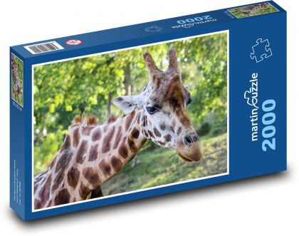 Žirafa - hlava, krk - Puzzle 2000 dielikov, rozmer 90x60 cm 
