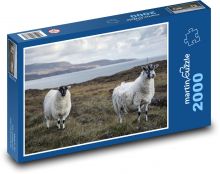 Sheep - animal, wool Puzzle 2000 pieces - 90 x 60 cm