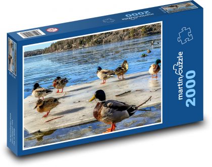 Kachny, jezero, led - puzzle 2000 dílků