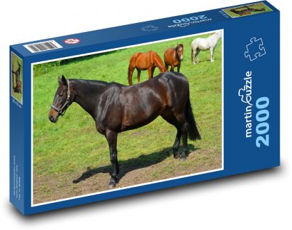 Kôň - pastvina, kone - Puzzle 2000 dielikov, rozmer 90x60 cm 