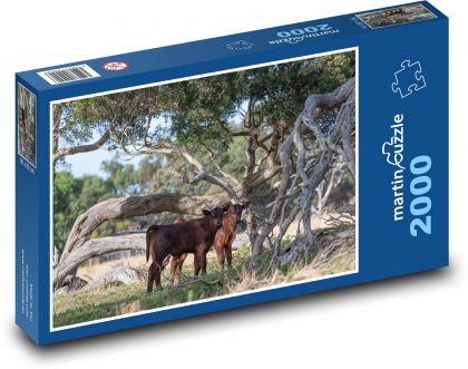 Cattle - cow, calf - Puzzle 2000 pieces, size 90x60 cm 