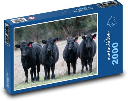 Kravy - Čierny Angus - Puzzle 2000 dielikov, rozmer 90x60 cm 