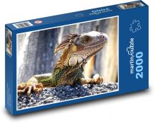 Iguana - jaszczurka, dzika przyroda Puzzle 2000 elementów - 90x60 cm