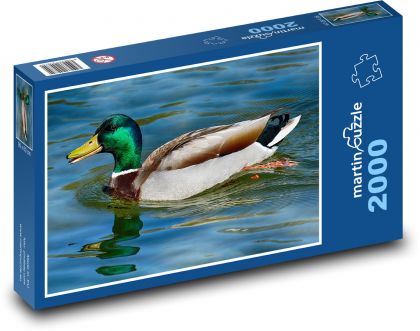 Krzyżówka - kaczka, zwierzę wodne - Puzzle 2000 elementów, rozmiar 90x60 cm