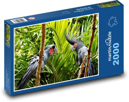 Kakadu - vtáky, zvieratá - Puzzle 2000 dielikov, rozmer 90x60 cm 