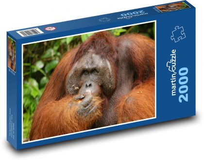 Orangutan - opice, zvíře - Puzzle 2000 dílků, rozměr 90x60 cm
