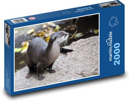 Otter - animal, mammal - Puzzle 2000 pieces, size 90x60 cm 