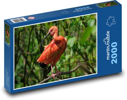 Ibis - ptak, dzikie zwierzę - Puzzle 2000 elementów, rozmiar 90x60 cm