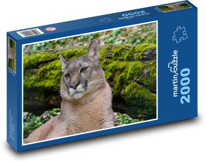 Puma - dravec, zoo - Puzzle 2000 dílků, rozměr 90x60 cm