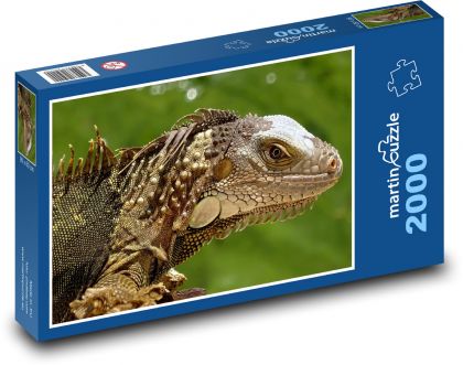 Iguana - lizard, Florida - Puzzle 2000 pieces, size 90x60 cm 