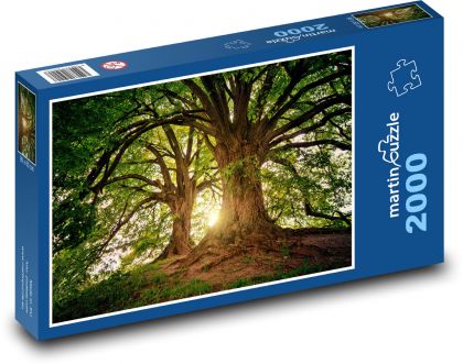 Stromy - sluneční světlo, příroda - Puzzle 2000 dílků, rozměr 90x60 cm