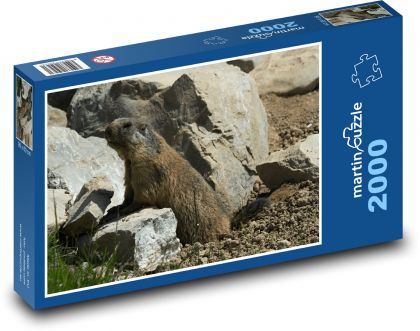 Svišť - hlodavec, zviera - Puzzle 2000 dielikov, rozmer 90x60 cm 