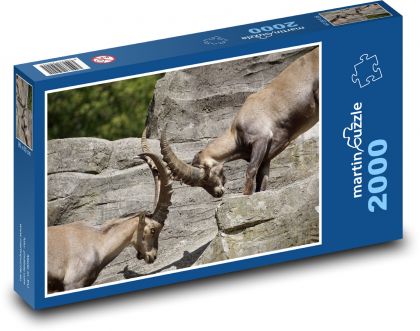 Kozorožec - rohy, zvířata - puzzle 2000 dílků