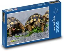 Želvy - plaz, zvíře Puzzle 2000 dílků - 90 x 60 cm