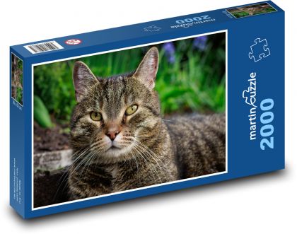 Kočka - domácí mazlíček, zvíře - Puzzle 2000 dílků, rozměr 90x60 cm