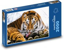 Tygrys - zwierzę, ssak Puzzle 2000 elementów - 90x60 cm