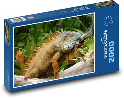 Lizard - reptile, iguana - Puzzle 2000 pieces, size 90x60 cm 