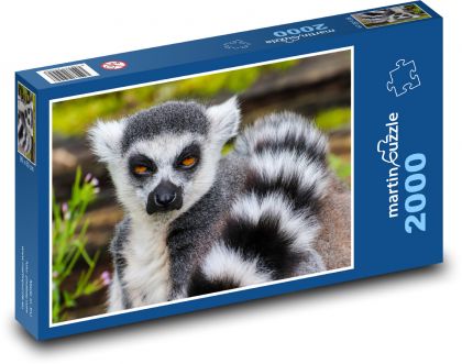 Lemur - monkey, zoo - Puzzle 2000 pieces, size 90x60 cm 