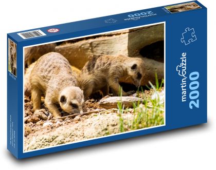 Surikata - zvíře, Afrika - puzzle 2000 dílků