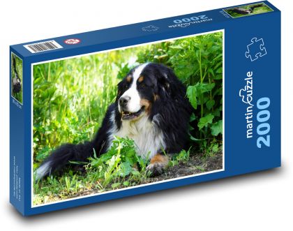 Bernský salašnícky pes - sučka, zviera - Puzzle 2000 dielikov, rozmer 90x60 cm 