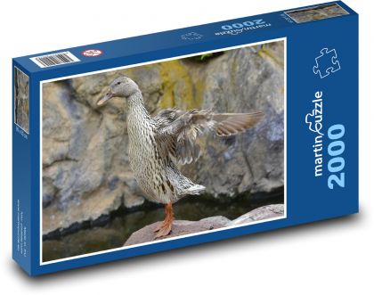 Divoká kachna - vodní pták, zvíře - Puzzle 2000 dílků, rozměr 90x60 cm