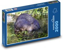 Bóbr - zwierzę wodne, gryzoń Puzzle 2000 elementów - 90x60 cm