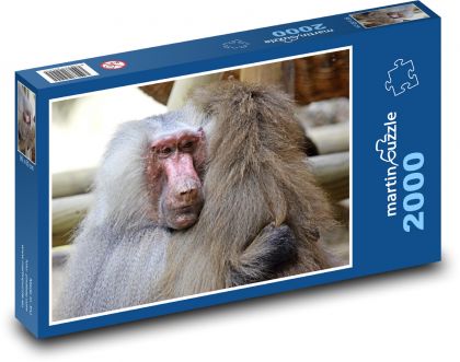 Pavián - opice, zvíře - Puzzle 2000 dílků, rozměr 90x60 cm