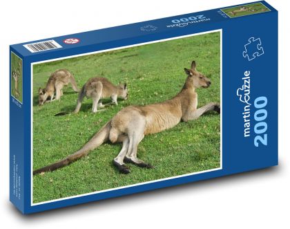 Kangaroos - Australia, animal - Puzzle 2000 pieces, size 90x60 cm 
