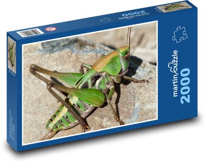Saranče - zelená kobylka, hmyz - Puzzle 2000 dílků, rozměr 90x60 cm