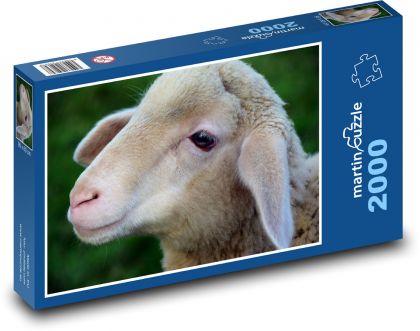 Jagnięcina - młoda, owca - Puzzle 2000 elementów, rozmiar 90x60 cm