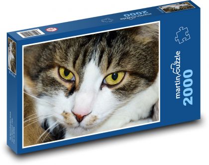 Kočka domácí - mazlíček, kocour - Puzzle 2000 dílků, rozměr 90x60 cm