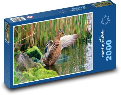 Kachna - divoký pták, voda - Puzzle 2000 dílků, rozměr 90x60 cm