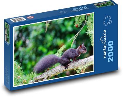 Zviera - čierna veverička - Puzzle 2000 dielikov, rozmer 90x60 cm 