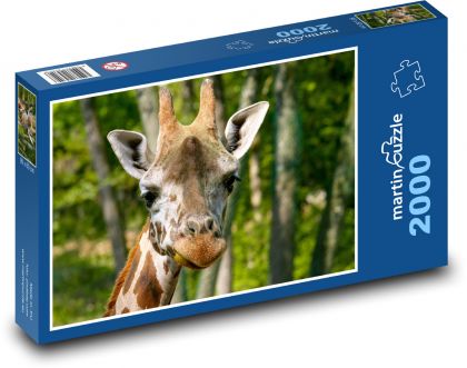 Žirafa - hlava Žirafy - Puzzle 2000 dílků, rozměr 90x60 cm