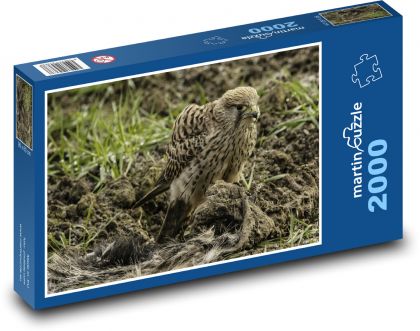 Sokół - ptak drapieżny, natura - Puzzle 2000 elementów, rozmiar 90x60 cm