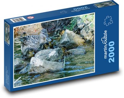Kachna - mláďata, potok - Puzzle 2000 dílků, rozměr 90x60 cm