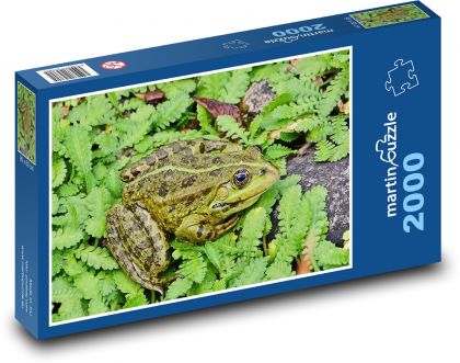 Žába - zvíře, obojživelník - puzzle 2000 dílků