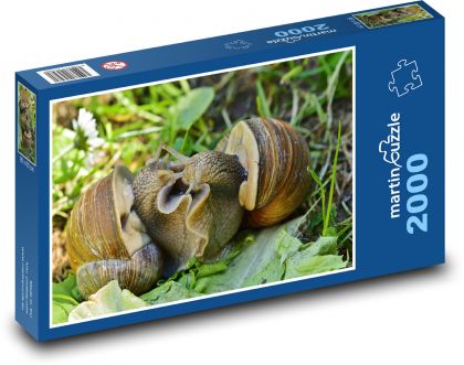 Schnecke - Schnecke, Tier - Puzzle - 2000 Teile