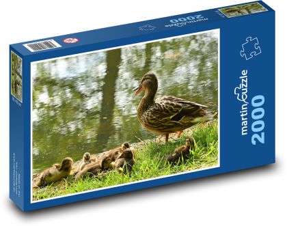 Kačica - kurčatá, vodný vták - Puzzle 2000 dielikov, rozmer 90x60 cm 