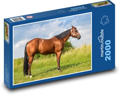 Kůň - zvíře, louka - Puzzle 2000 dílků, rozměr 90x60 cm