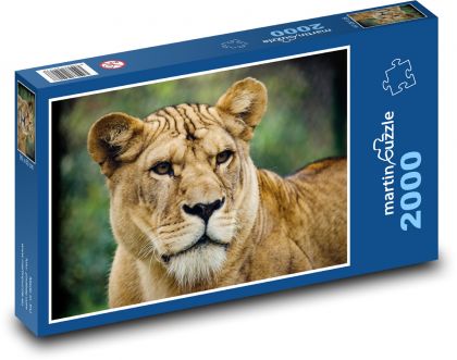 Levica - veľká mačka, predátor - Puzzle 2000 dielikov, rozmer 90x60 cm 